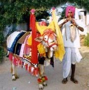 Dudu Basavanna or Head nodding ox in ceremonial dressing with a man playing the Sannai or clarinet. The pair go around every doorstep for donations during the Harvest festival-Sankranti. People welcome the ox as a sign of a prosperous year ahead