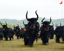 yak dance in Arunachal Pradesh