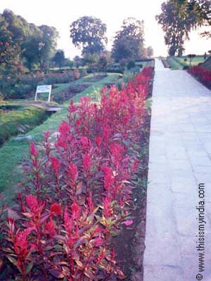 Garden at Kashmir,Valley of Flowers
