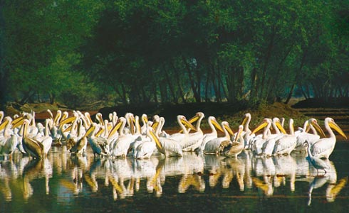 Wildlife India, Wildlife sanctuary, National parks in India