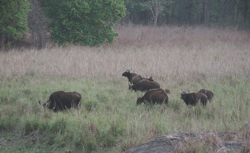 Buffalo Wildlife