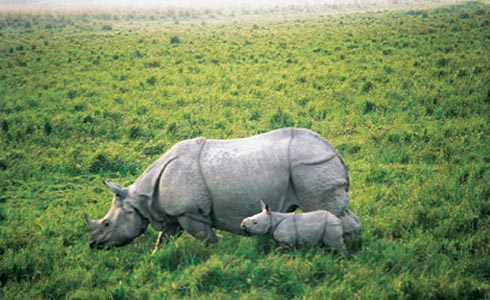 Wildlife,India,Rhinoceros,Rihno