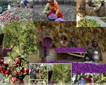 Agriculture of Jammu and Kashmir