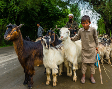 Animal Husbandry of Jammu and Kashmir