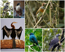 Fauna of Kerala
