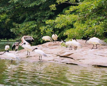 Thattekad Bird Sanctuary of Kerala