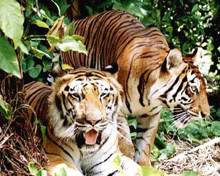 Wild animals of Maharashtra
