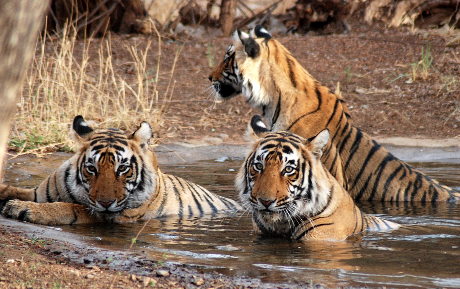 Sunderbans National Park & Tiger Reserve
