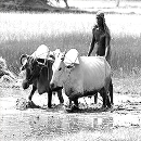 Ancient Indian Agriculture - Manuring