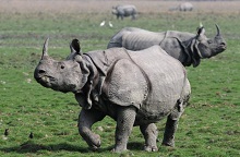 Assam tourist place-Kaziranga Park