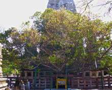 Bodh Gaya The Bodhi Tree