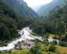 Forest in Chhattisgarh