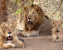 Gir National Park of Gujarat