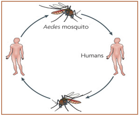 Dengue transmission