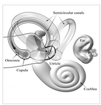 Anatomy of right inner ear