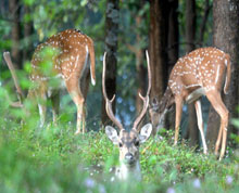 Chail Wildlife Sanctuary