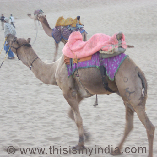 Camel-safari, Jaisalmer