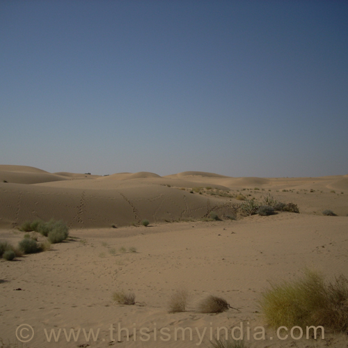 Sand Dunes Sam,Jaisalmer