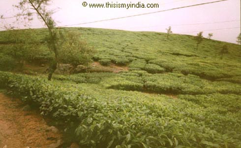 Munnar kerala