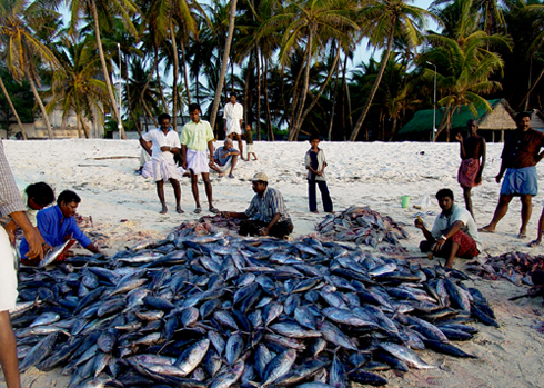 Tuna Fish Kavarathi,Lakshadweep