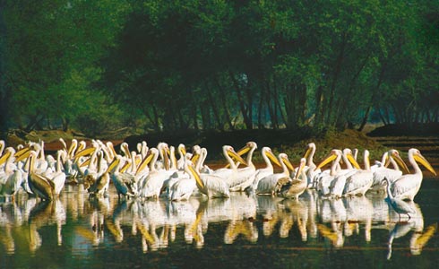 Migrating Birds Wildlife