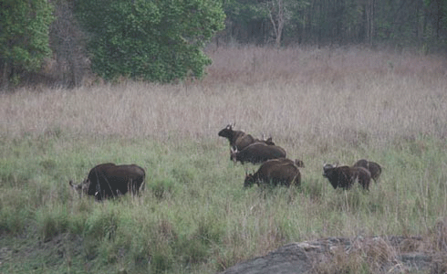 Wildlife,India,buffalo in grace