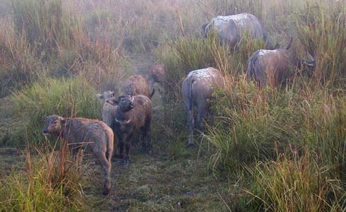 Buffalo Wildlife