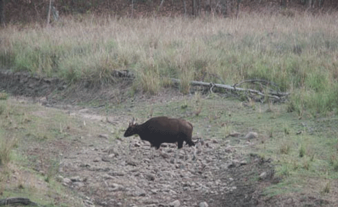 Wildlife India,buffalo