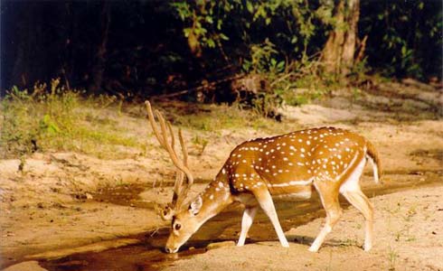 Chital Wildlife