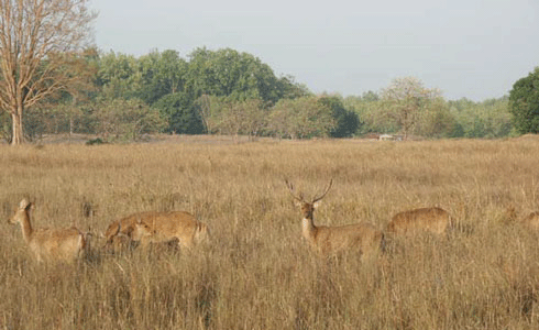 Wildlife,India,chital in grace