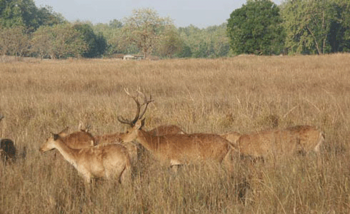 Chital Wildlife