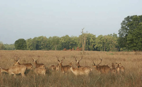 Wildlife India,chital