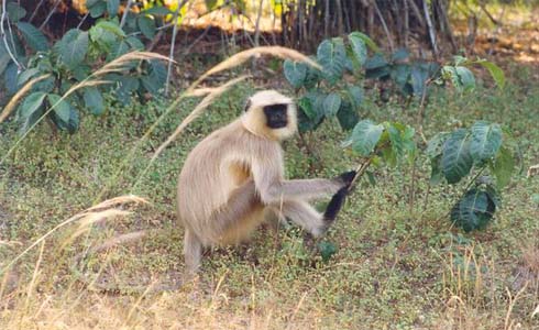 Langur Wildlife