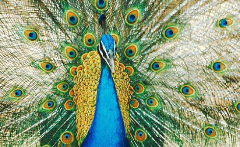 Indian Peacock