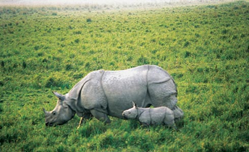 Rhinoceros Wildlife