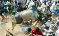 Tamil Nadu,festivals,culture,India