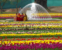 Srinagar Tour Guide