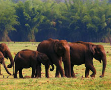 Mudumalai Wildlife Sanctuary