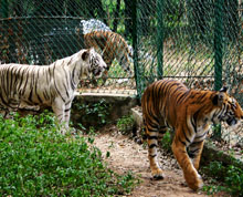 Bannerghatta Biological Park