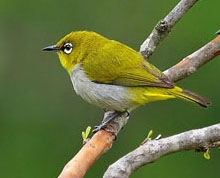 Bandipur Warbler