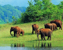 Periyar National Park of Kerala