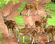 Badoda in the Sheopur district of Madhya Pradesh