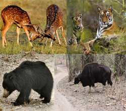 Kanha National Park Fauna