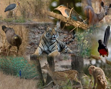 Flora and Fauna in Bandhavgarh