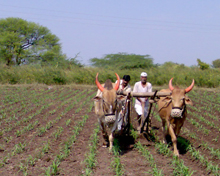 Agriculture of Maharashtra