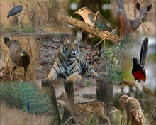 Nanded Kinwat Wildlife Reserve