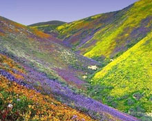 Manipur flower on lofty heights