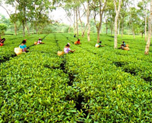 Manipur Tea Gardens