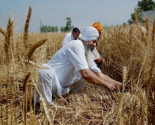 Hardworking Sikhs in wheat crop Field