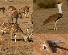 Rajasthan Animal life